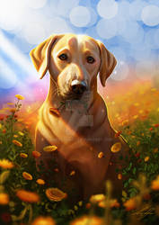 Maya the yellow lab